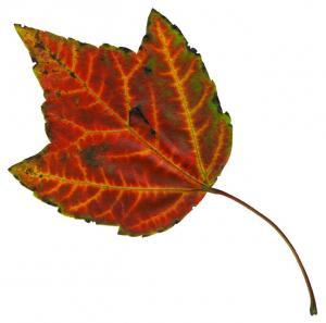 observe-a-leaf